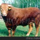 供應(yīng)利木贊牛西門塔爾牛、夏洛萊牛、黃河牦牛