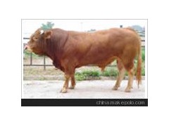 供應(yīng)牧正養(yǎng)殖供應(yīng)黃河牦牛、利木贊牛