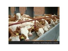 供應(yīng) 西門塔爾牛-安格斯牛-瑞澳噸牛