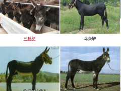 科爾沁區(qū)三粉驢養(yǎng)殖場(chǎng)