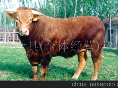 供應(yīng)利木贊牛西門塔爾牛、夏洛萊牛、瑞澳噸牛