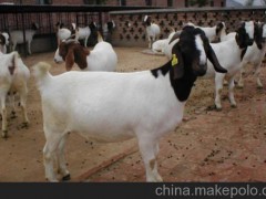 科爾沁區(qū)養(yǎng)殖波爾山羊的純收入