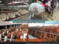 內(nèi)蒙古科爾沁右翼中旗肉牛養(yǎng)殖
