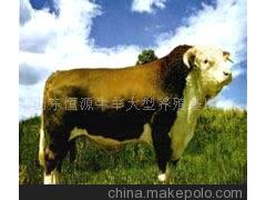 山東牛羊肉牛 西門(mén)塔爾牛 瑞澳噸牛