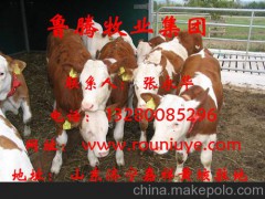 科爾沁區(qū)小牛苗的價(jià)格