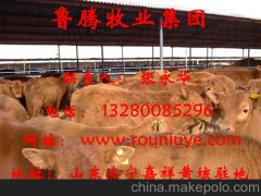 科爾沁區(qū)改良黃牛肉牛價(jià)格養(yǎng)殖場(chǎng)效益
