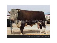 農(nóng)業(yè)養(yǎng)殖黃河牦牛 養(yǎng)殖(圖)