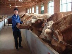 科爾沁區(qū)矮馬 小矮馬純天然綠色食品飼養(yǎng)方養(yǎng)殖技術(shù)