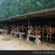 山東濟寧昊泰牧業(yè)有限公司供應(yīng)三元雜交牛、黃河牦牛