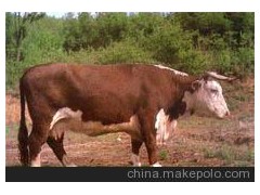 大小齊全大量出售瑞澳噸牛