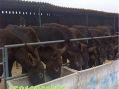 科爾沁區(qū)矮馬 小矮馬品種純正，肉質(zhì)一流