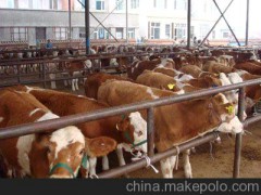 內(nèi)蒙古科爾沁右翼中旗肉牛養(yǎng)殖場