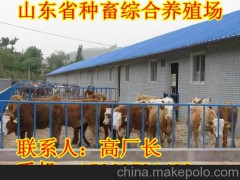 科爾沁區(qū)養(yǎng)牛場(chǎng)-肉牛犢養(yǎng)殖價(jià)格