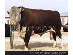 濟(jì)寧昊泰牧業(yè)有限公司供應(yīng)三元雜交牛、綠牛