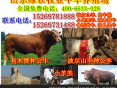 科爾沁區(qū)養(yǎng)牛場(chǎng)-低價(jià)急售小肉牛犢