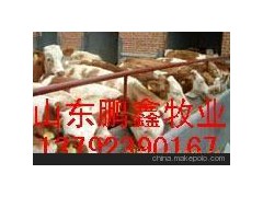 魯西黃牛價(jià)格 西門塔爾牛 改良西門塔爾牛