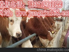 科爾沁區(qū)肉牛出欄價(jià)%9%9