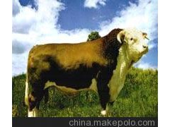 瑞澳噸牛養(yǎng)殖瑞澳噸牛百度百科瑞澳噸牛價(jià)格山東江山瑞澳噸牛養(yǎng)殖