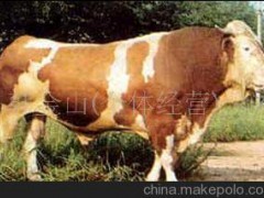 西門塔爾牛 魯西黃牛 綠牛