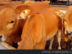 南平西門(mén)塔爾牛與科爾沁黃牛雜交養(yǎng)殖的效果