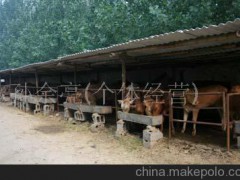 山東濟(jì)寧昊泰牧業(yè)有限公司供應(yīng)三元雜交牛、瑞澳噸牛
