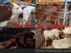 純種肉牛養(yǎng)殖￥西門塔爾牛