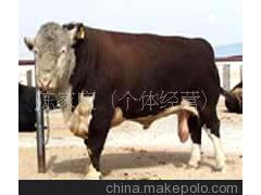 綠牛-肉牛