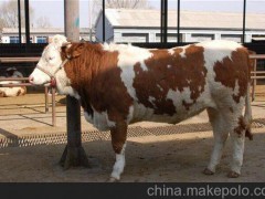 科爾沁區(qū)出售東祥肉牛犢價格三元雜交牛犢養(yǎng)殖