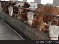 內(nèi)蒙古科爾沁右翼中旗養(yǎng)牛場(chǎng)《w》小尾寒羊養(yǎng)殖場(chǎng)
