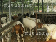 白頭波爾山羊 白頭山羊 白頭羊