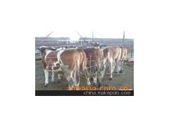 肉牛養(yǎng)殖場有西門塔爾牛