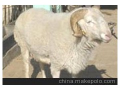 杜泊綿羊、白頭杜泊綿羊、黑頭杜泊綿羊、杜泊綿羊價(jià)格