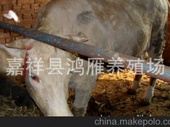 低價供應(yīng)肉牛架子牛