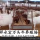 瀘州西門塔爾牛
