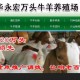小肉狗苗買小牛犢，買西門塔爾牛
