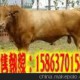 養(yǎng)殖場供應(yīng)改良牛