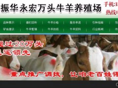 常熟西門塔爾牛