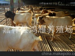 山東鴻雁牧業(yè)繁育基地供架子牛