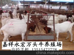 日喀則西門塔爾牛