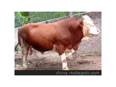陜西育肥牛