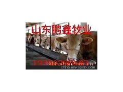 常年供應(yīng)養(yǎng)殖品種牛 肉牛西門塔爾牛
