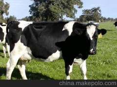 黑白花奶牛、西門(mén)塔爾牛
