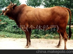 魯西黃牛、肉役兼用牛、純種小尾寒羊、三元雜交牛