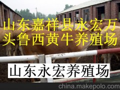 小肉狗苗買魯西黃牛 西門塔爾牛