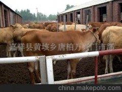 優(yōu)質(zhì)改良品種肉牛犢-三元雜交牛