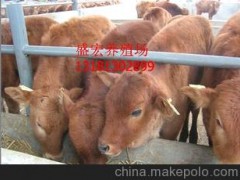 常年提供肉牛，夏洛萊三元雜交牛，西門塔爾牛 育肥架子牛
