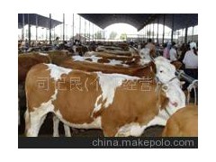 魯西黃牛、肉役兼用牛、三元雜交牛、改良牛