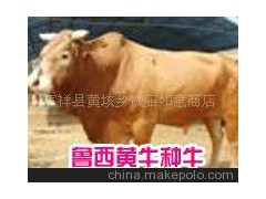 改良牛-多品種-牛犢-三元雜交牛