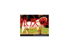 供應(yīng)良種肉牛 三元雜交牛