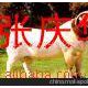 供應良種肉牛 三元雜交牛